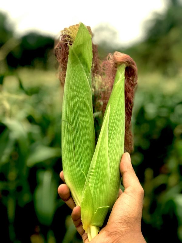 Close-up of corn cobs held in a hand against a lush green field in India.